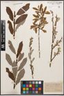 Foto von Salix caprea L. x Salix purpurea L.